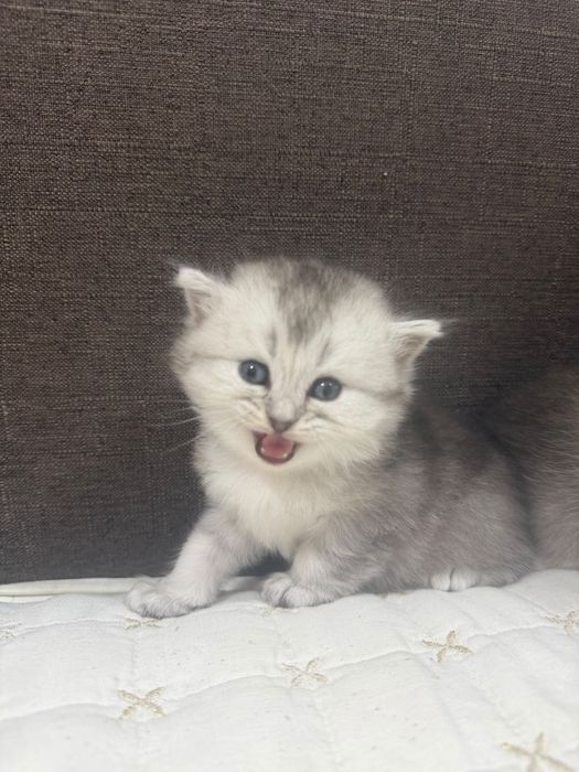 Шотландские шиншилы