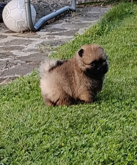 Pomeranian mini toy