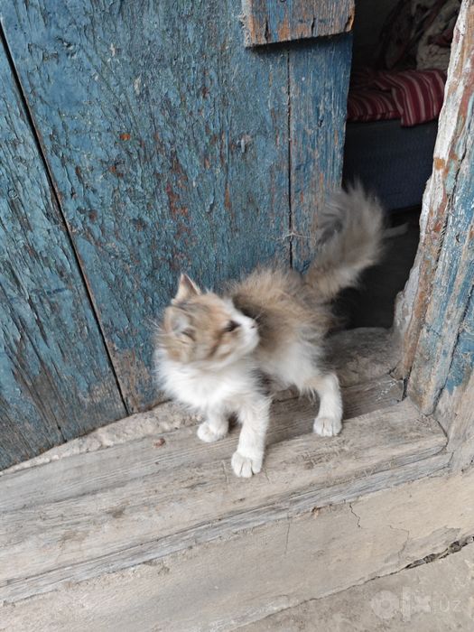 Котенок в добрые руки