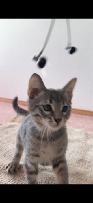 Отдам котята 2,5 мес мальчики Актау