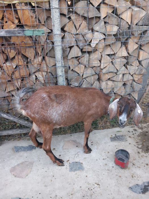 Capră anglonubiană