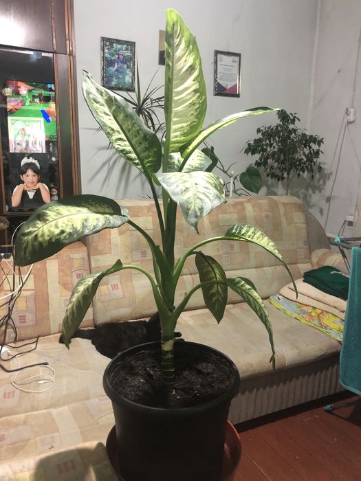 Продаю комнатные цветы