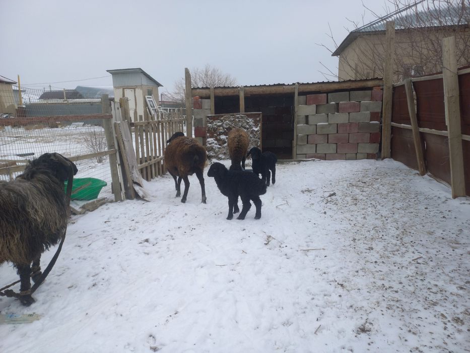 Козылы кои кошкар  сатылады