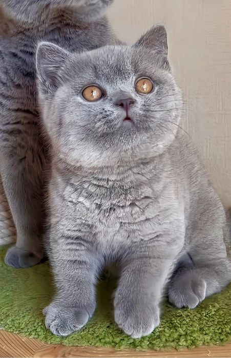 British shorthair blue