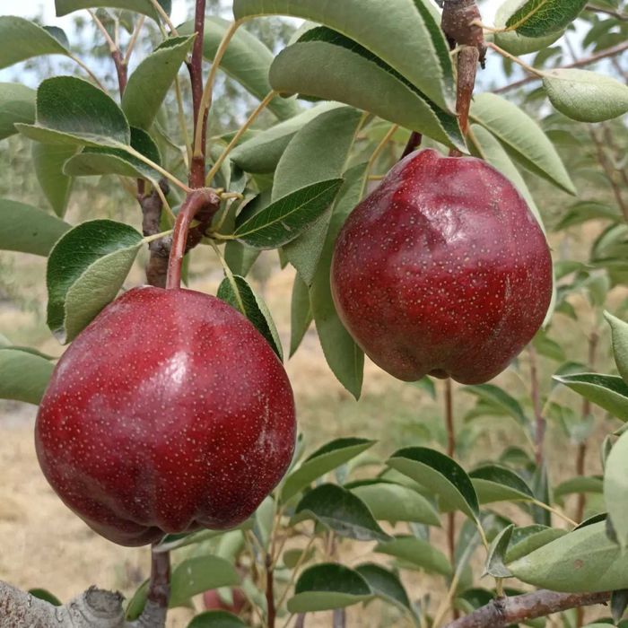 Мевали кўчатлар 2025| шафтоли кўчатлар | олма кўчатлар | узум кўчатлар