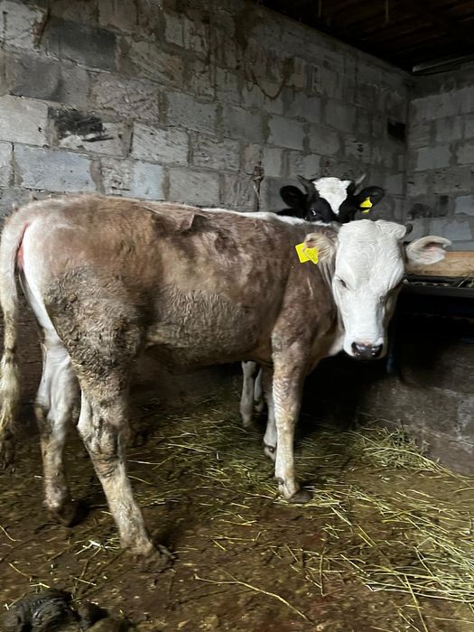 Продам, Сатам  2 бұзау сатылады