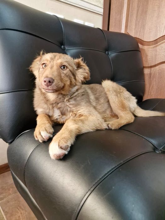 Отдам в хорошие руки