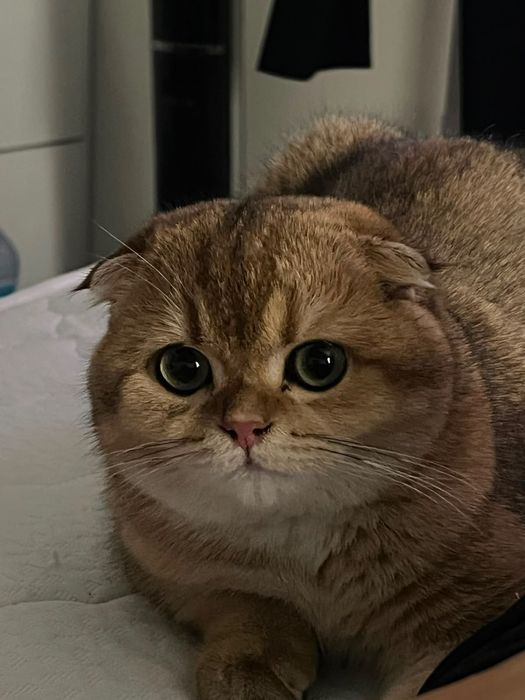 Вязка кота шотландец