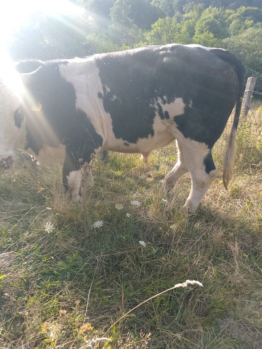 vand taur de doi ani gras