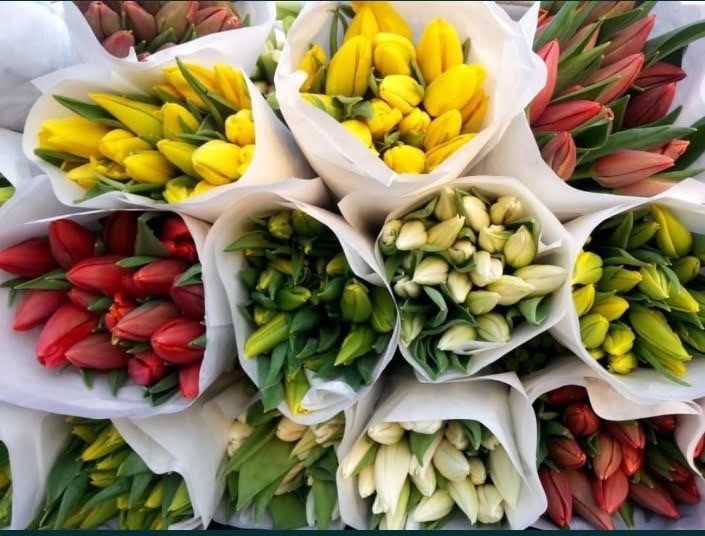 Свежие тюльпаны оптом, недорого