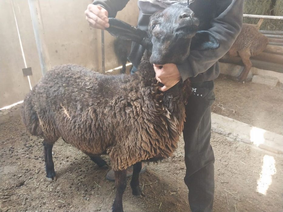 Гиссар қошқар сатылады.