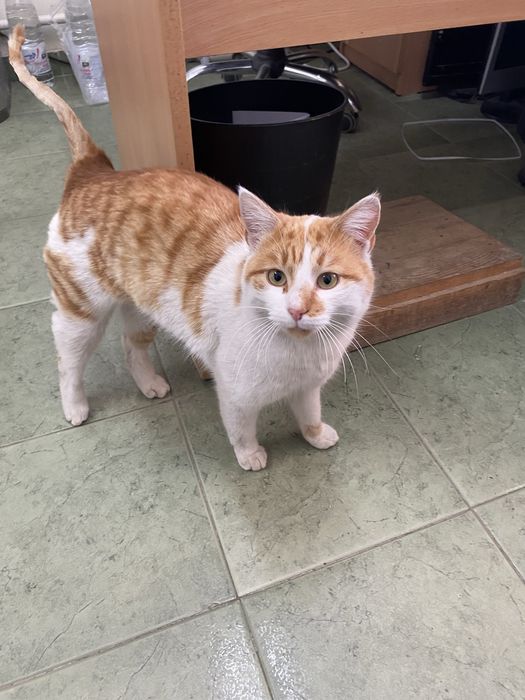 Подарявам малки котета.