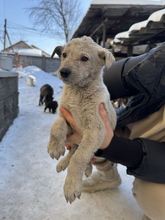 Отдам щенят дворняжки