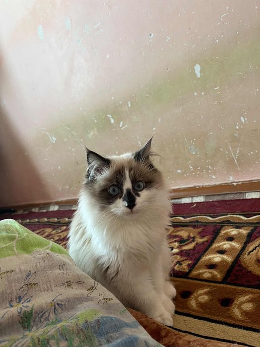 Erkak mushuk kelin kerak