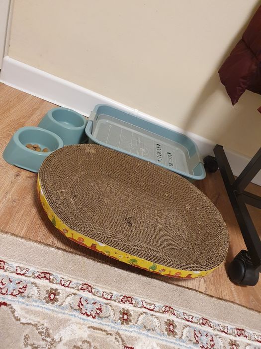 Шотланд мысығы,Өзі сүйкімді де Ақылдыды