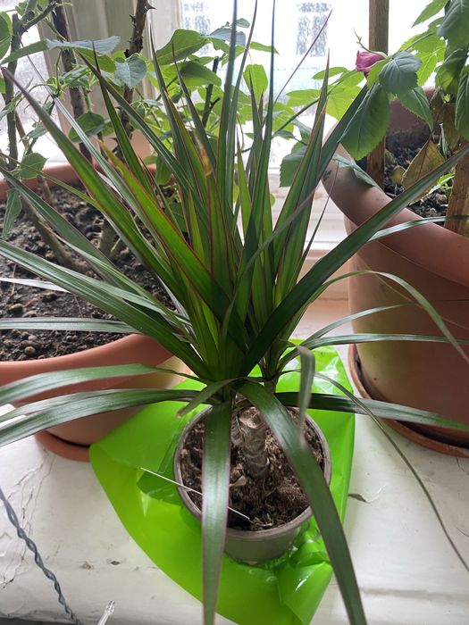 Продам Комнатные растения