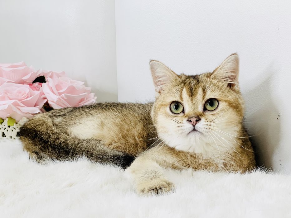 Девочка  золотая шиншилла