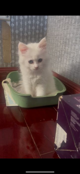 Белоснежная Мэйн Куниха