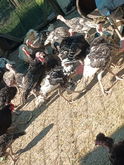 Curci și curcani tineret