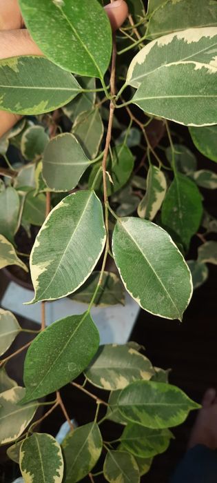 Фикус Бенджамина Кинки. Цветы для вашего дома и офиса.