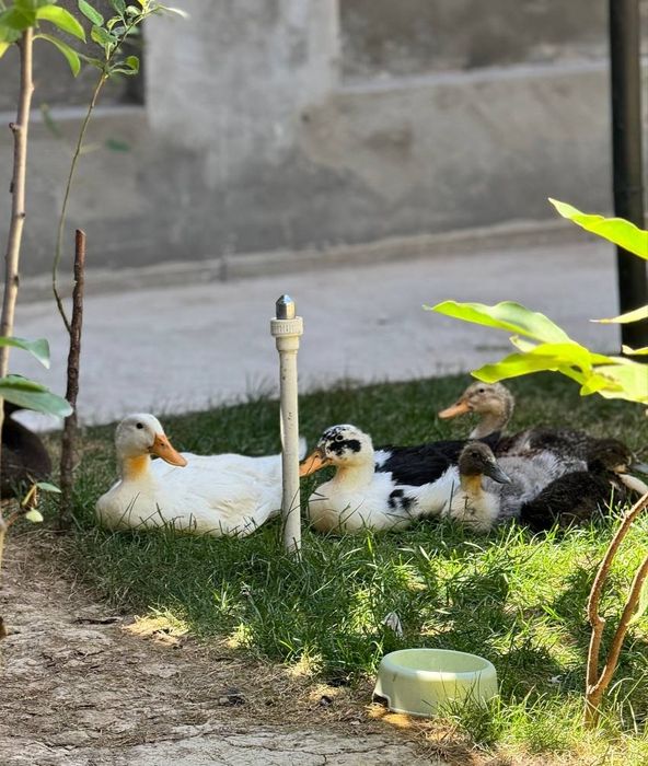 oʻrdaklar sotiladi narhi 60 000 soʻm. Kattalari ham kichiklari ham bor