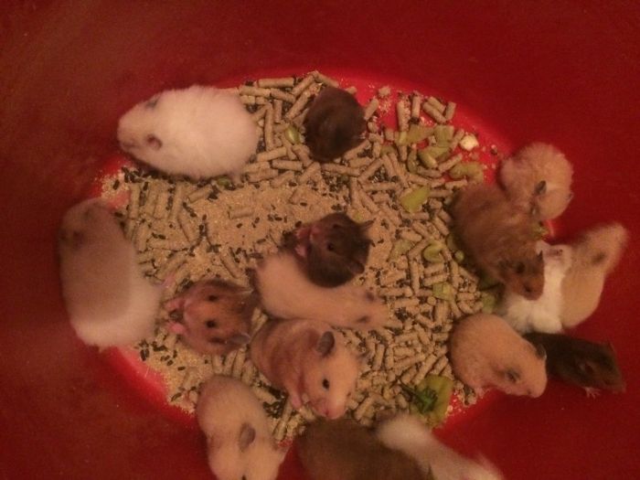 Хомяки домашние !