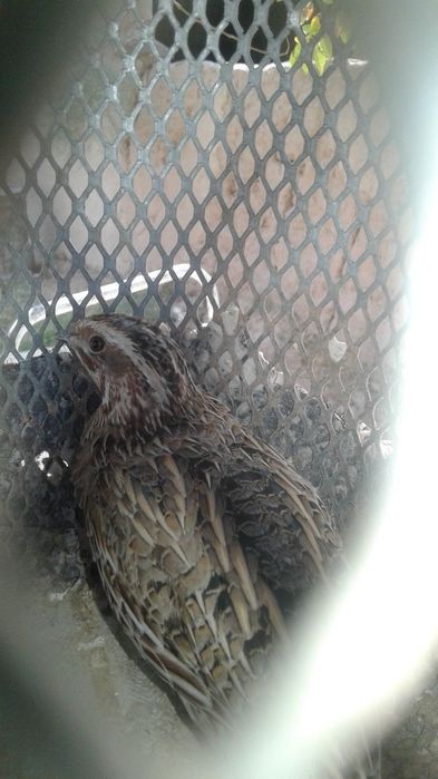 Беданалар сотилади