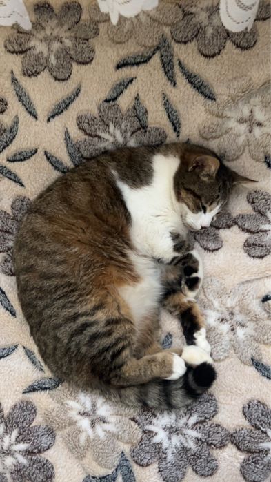 Pet sitter-pisici Cluj