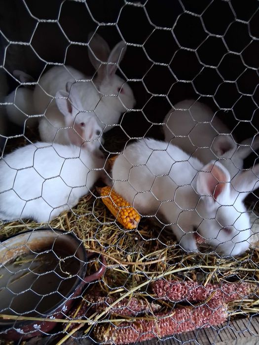 Iepuri de vanzare urias de Transilvania