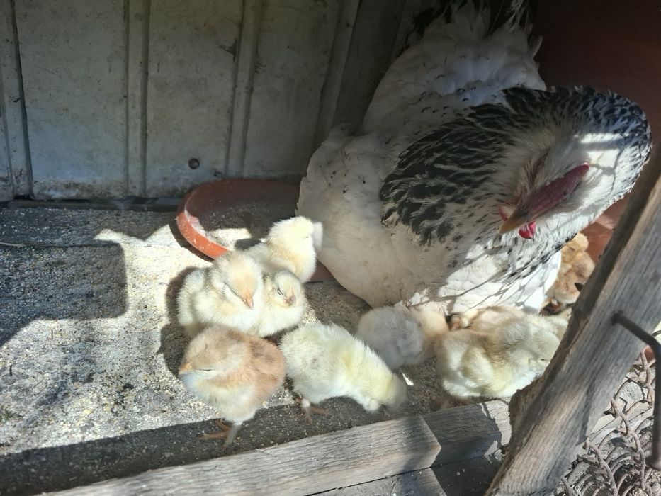 Vând cloșcă cu 13 pui
