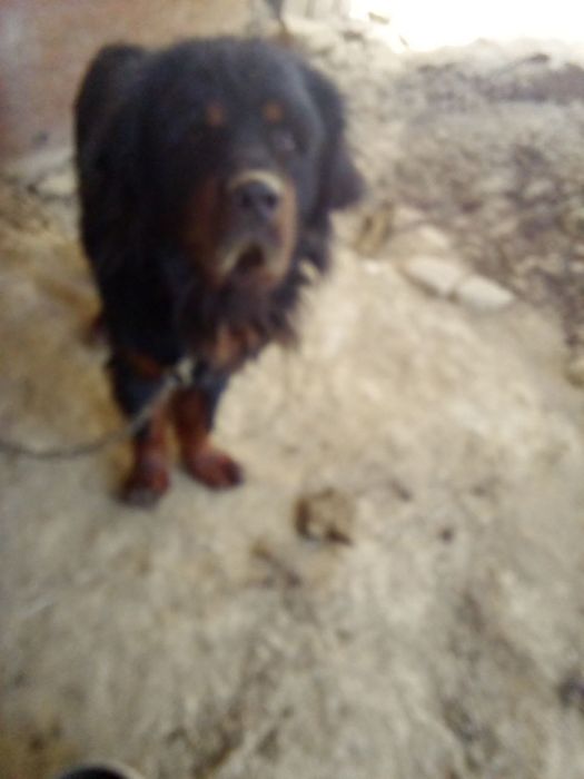 Тибетский  мастиф продается