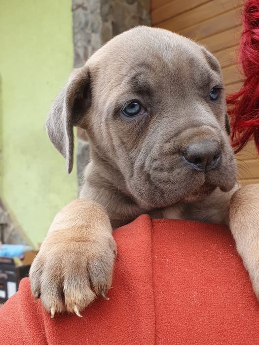 Cane Corso disponibil