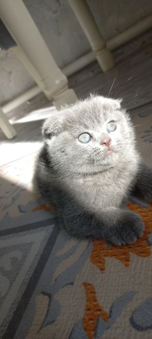 Продаются породистые котята  Скотиш фолд  голубого окраса