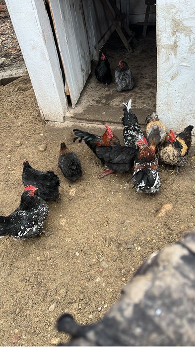 Vand sau schimb cocosi