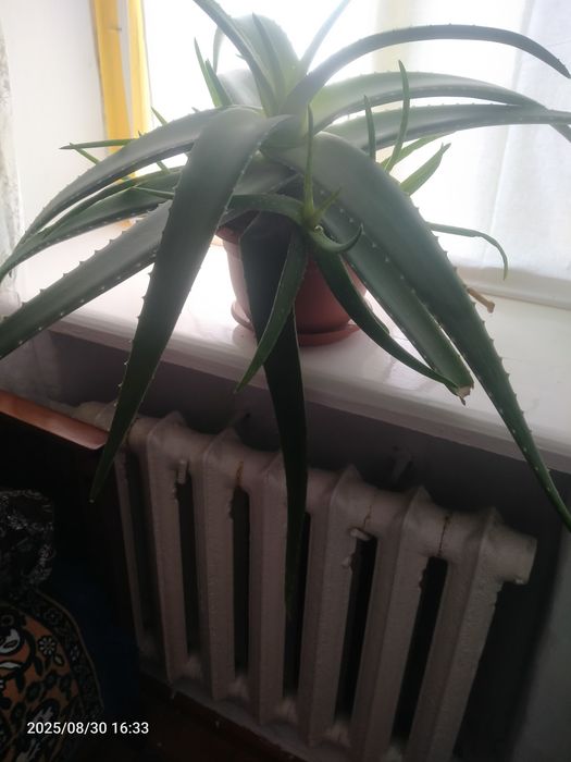 Алое вера продам