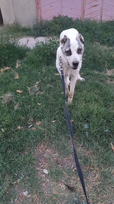 Алабай щенок кобель