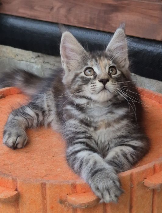 Pui pisica  Maine Coon