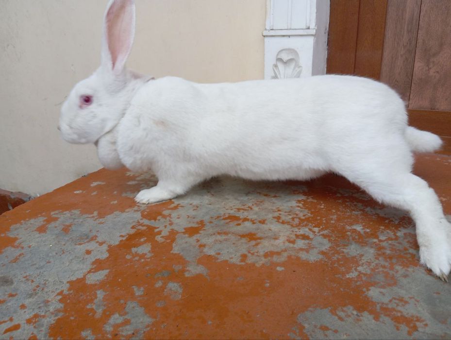 Xikol sotiladi jinsi urgochi