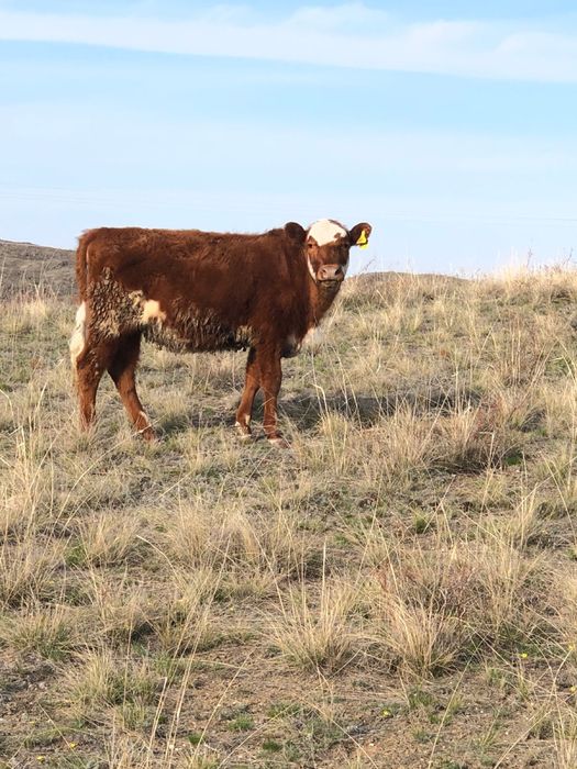 Бука тайынша бык сиыр корова молодняк