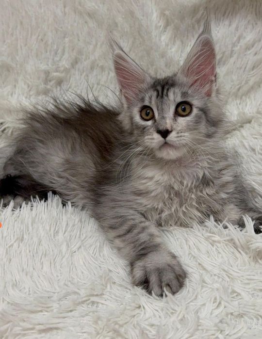 Кошечка мейнкун. Документы