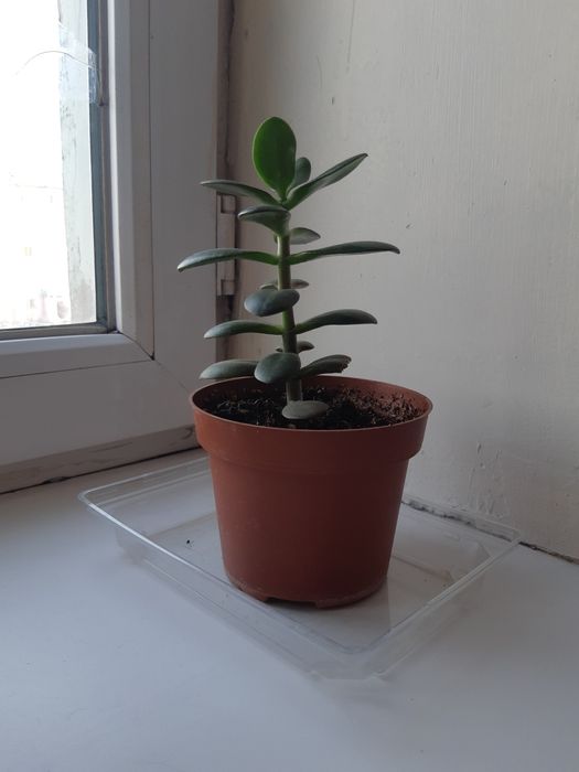 Продаю денежное дерево