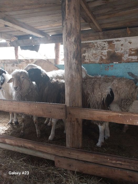 Продам упитанных баран