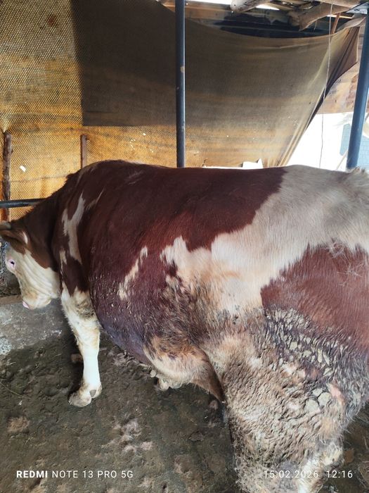 Buqa sotiladi smental