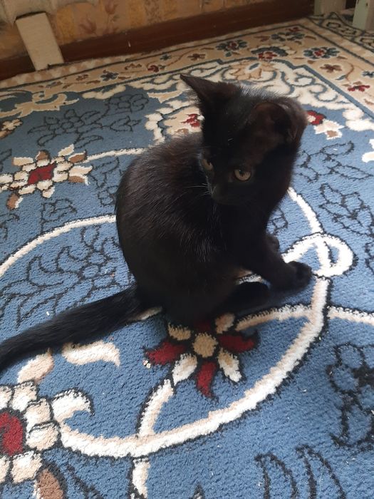 Котята! 3 месяца.