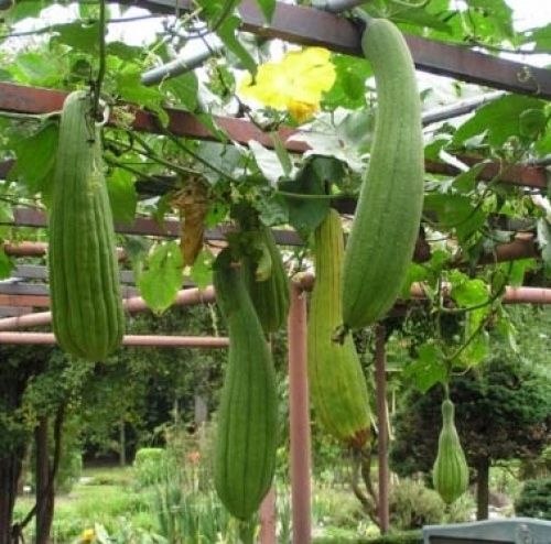 Семена на гъба Луфа