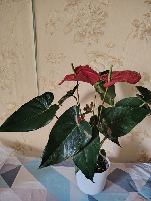 Продам комнатные цветы