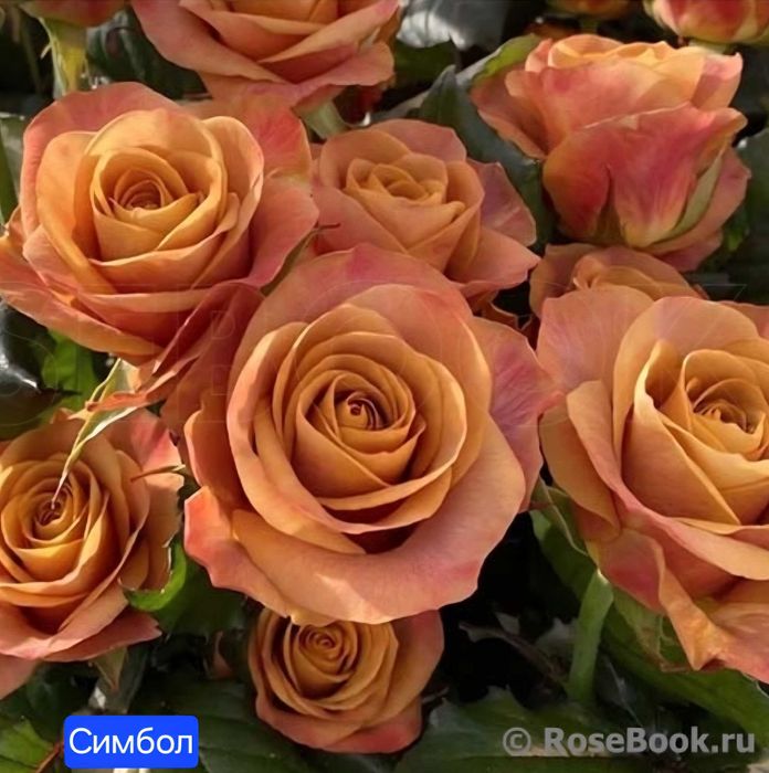 Розы. Саженцы сортовой розы.