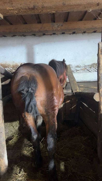 Vând mânz in varstă de 1 an