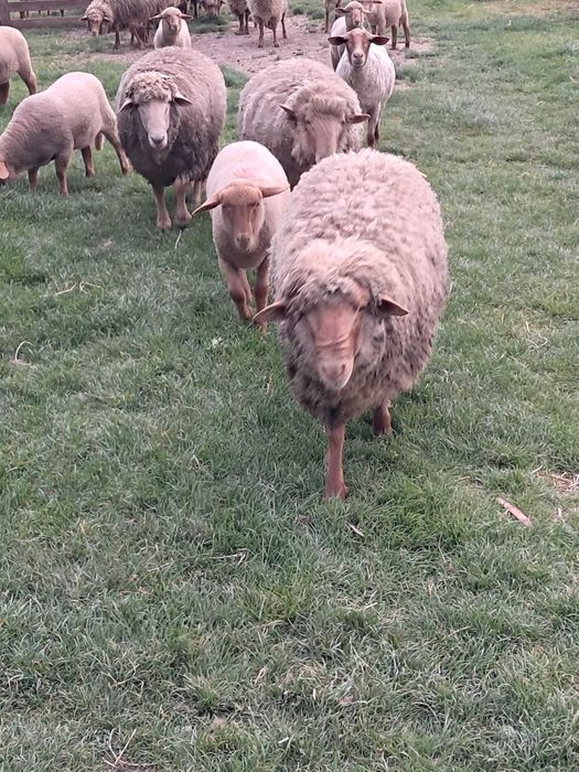 Berbeci de vânzare