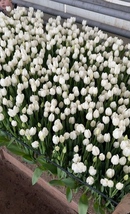 Тюльпаны оптом алматы.в городе есть склад